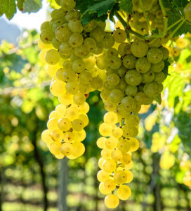 grape clusters lugana vineyards