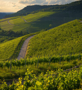lugana vineyard hillside wine tour