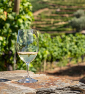 white wine tasting vineyard lake garda