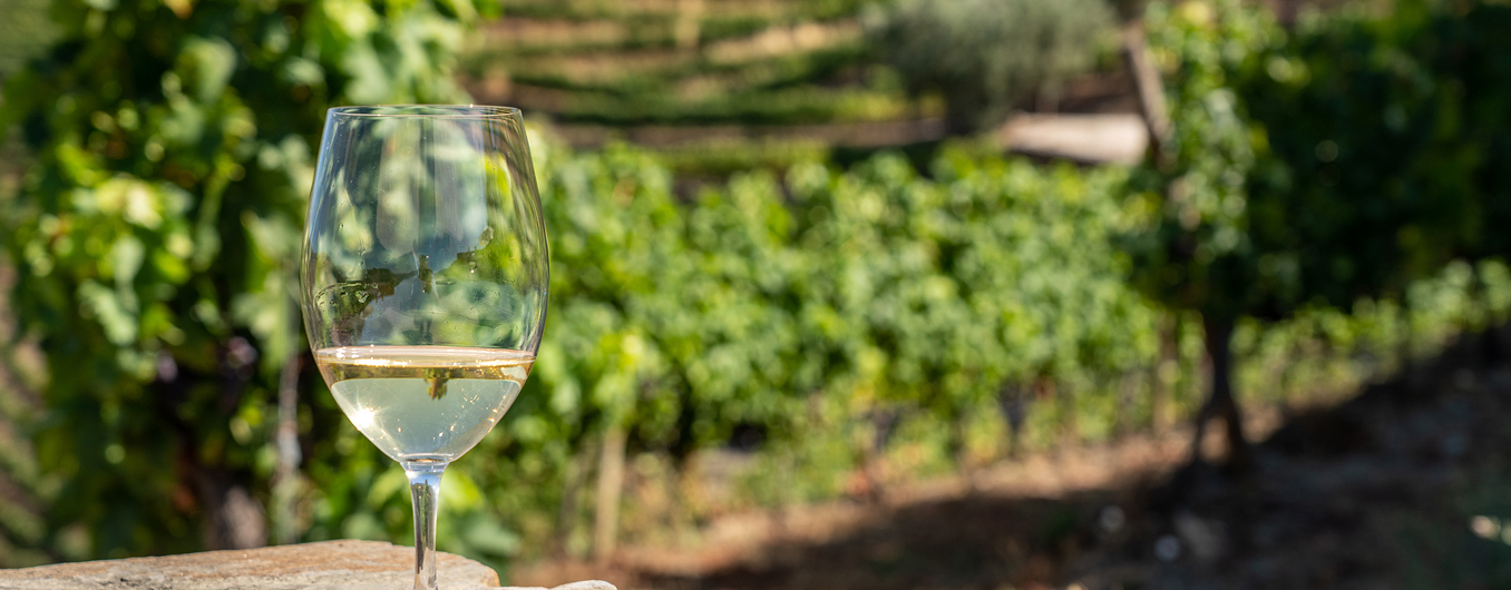 wine glass valtenesi vineyard tasting